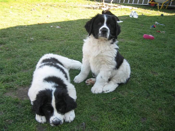 Landseer Bertha - 8 uger gammel billede 8