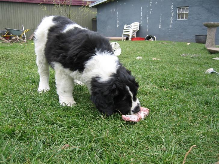 Landseer Bertha - 9 uger... billede 9