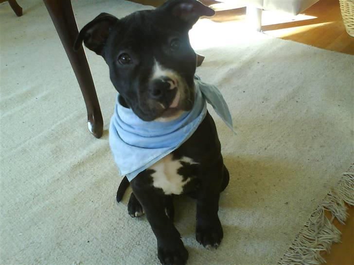 Amerikansk staffordshire terrier Zin-G - Meget Facineret af Mobil telefonen :D billede 1