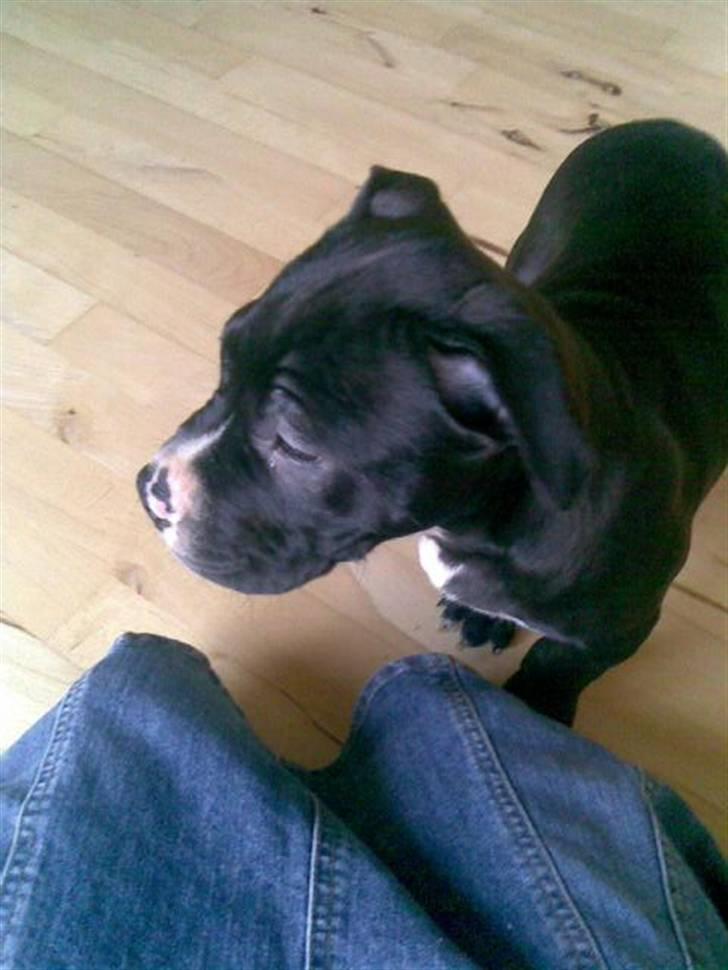 Amerikansk staffordshire terrier Zin-G - 10 uger gammel lige inden vi fik ham billede 2