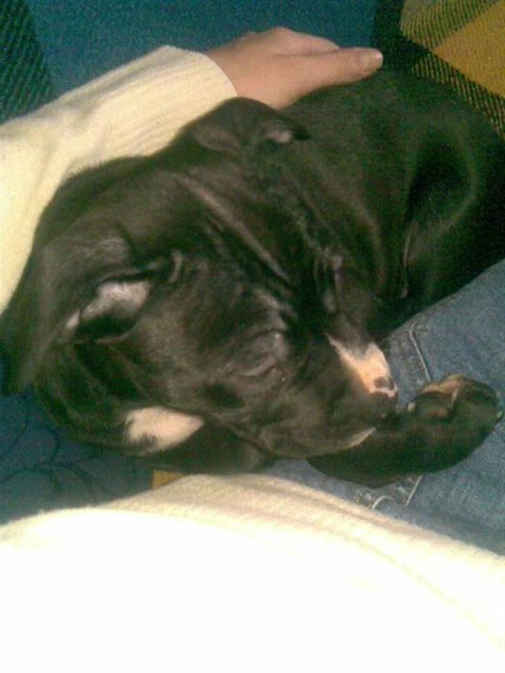 Amerikansk staffordshire terrier Zin-G - 10 uger gammel lige inden vi fik ham billede 3