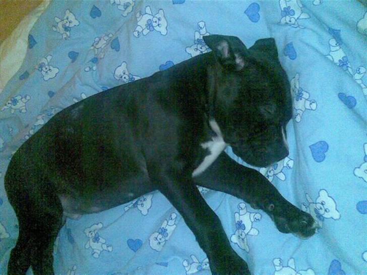 Amerikansk staffordshire terrier Zin-G - 10 uger gammel lige inden vi fik ham billede 4