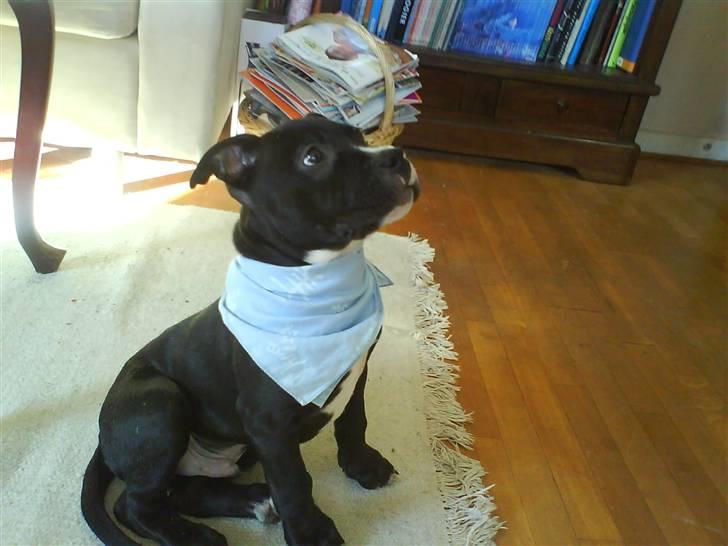 Amerikansk staffordshire terrier Zin-G - Det er Fotomodellen igen billede 5