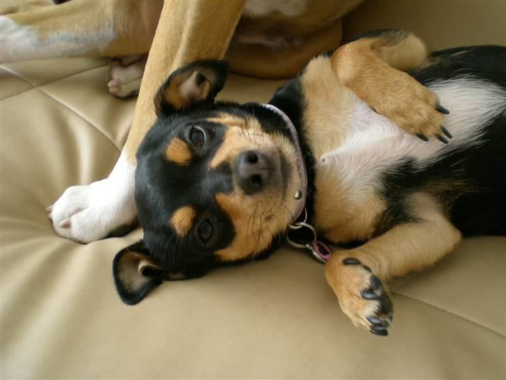 Blanding af racer Julle billede 16