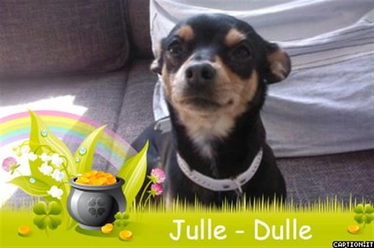 Blanding af racer Julle billede 17