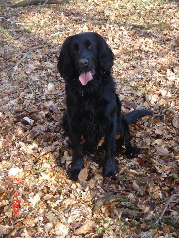 Blanding af racer Freja *Himmelhund* billede 17