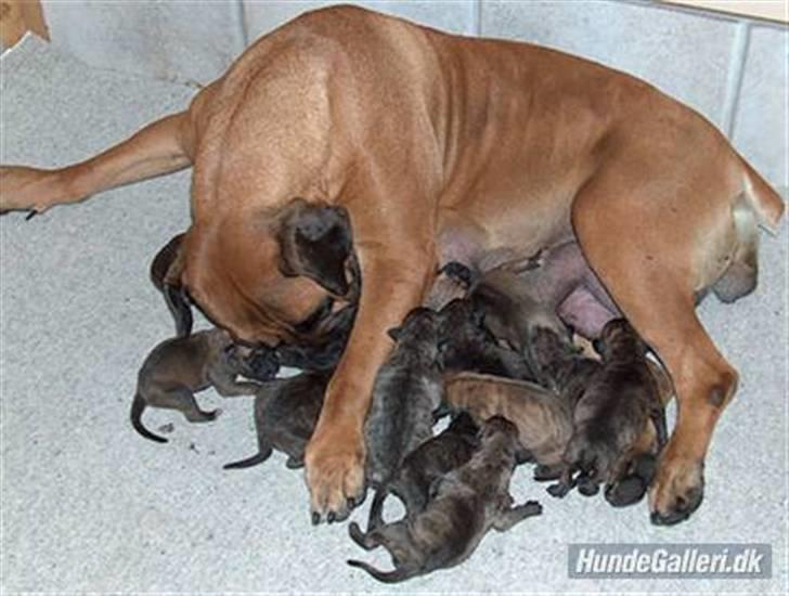 Boerboel Anasha Zanto - mig og min hunde familie inden vi flyttede hjemmefra. billede 6