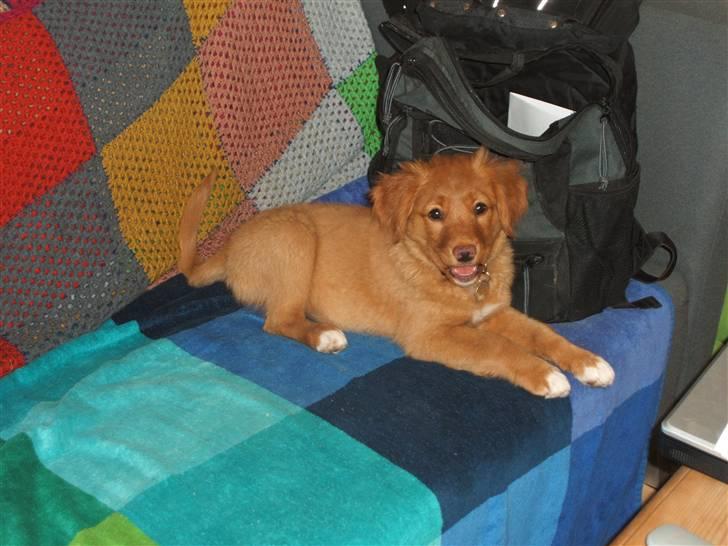 Nova scotia duck tolling retriever Gaia R.I.P 11.11.11 billede 8
