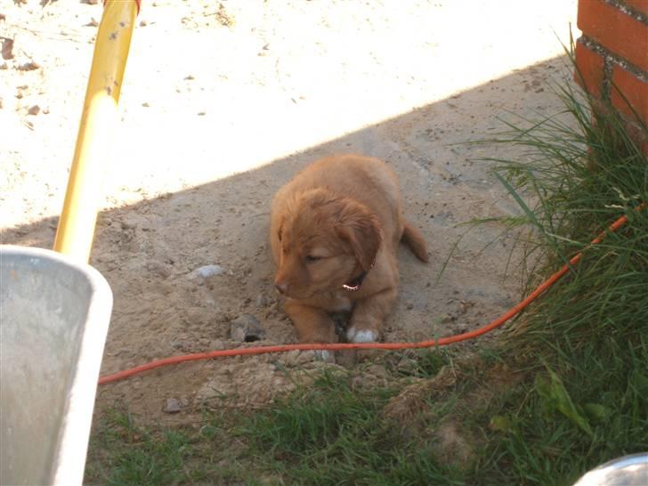 Nova scotia duck tolling retriever Gaia R.I.P 11.11.11 billede 9