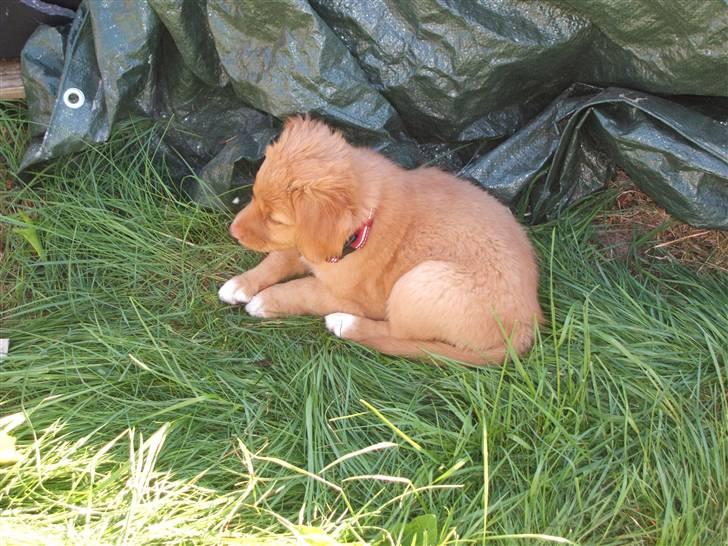 Nova scotia duck tolling retriever Gaia R.I.P 11.11.11 billede 10