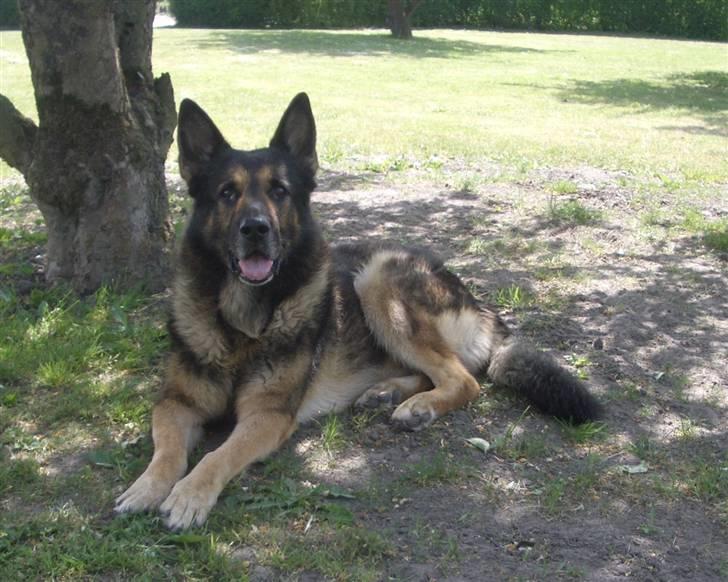 Schæferhund King   R.I.P. 15-07-09 billede 12