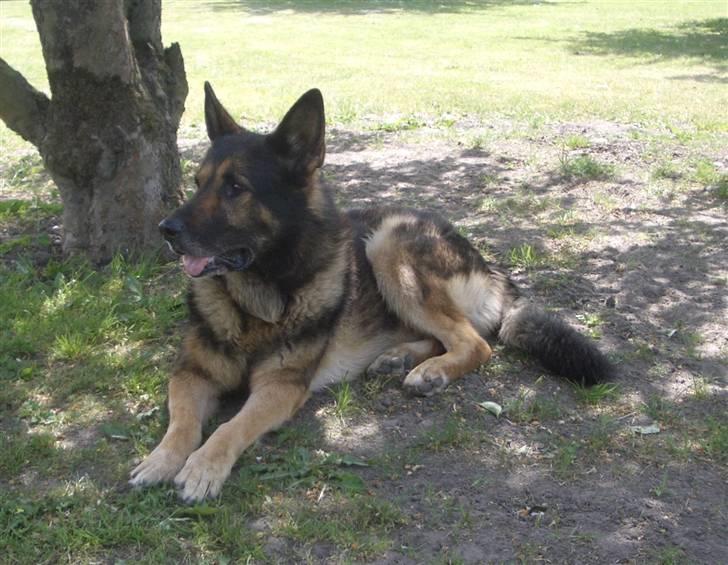 Schæferhund King   R.I.P. 15-07-09 billede 13