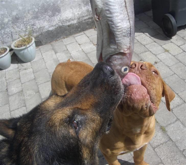 Schæferhund King   R.I.P. 15-07-09 billede 14