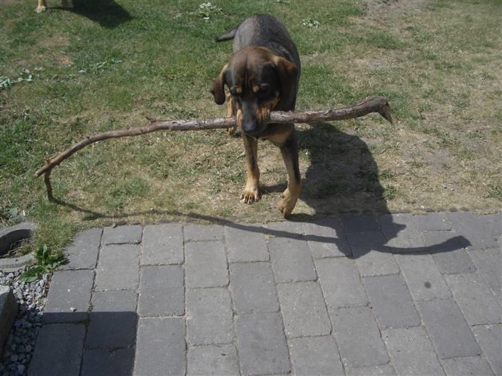 Blanding af racer Kenzo billede 15