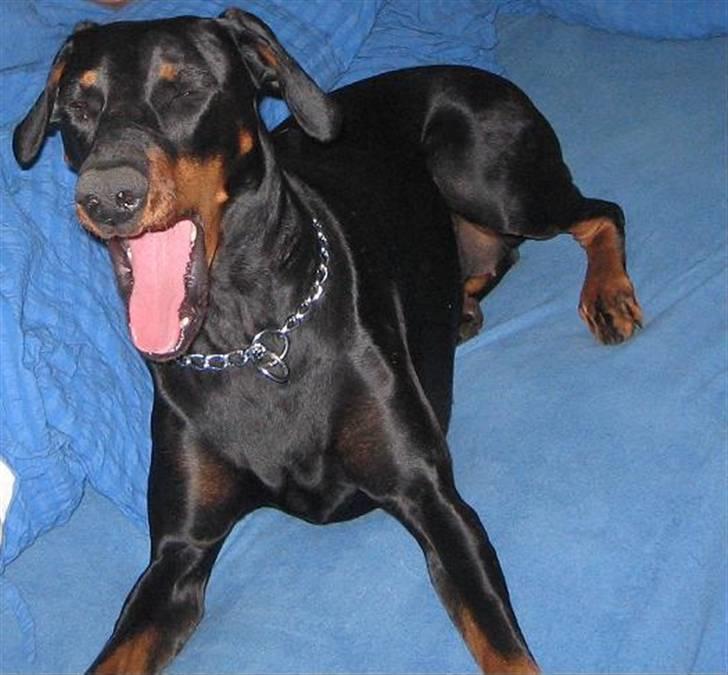 Dobermann kaiza R.I.P - skal vi sove nu GAB  billede 12