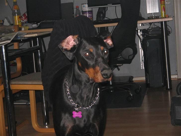 Dobermann kaiza R.I.P - jeg har ikke lige styr på mine øre billede 15