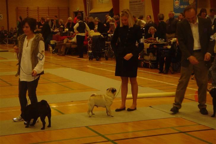 Mops Kenzo billede 16