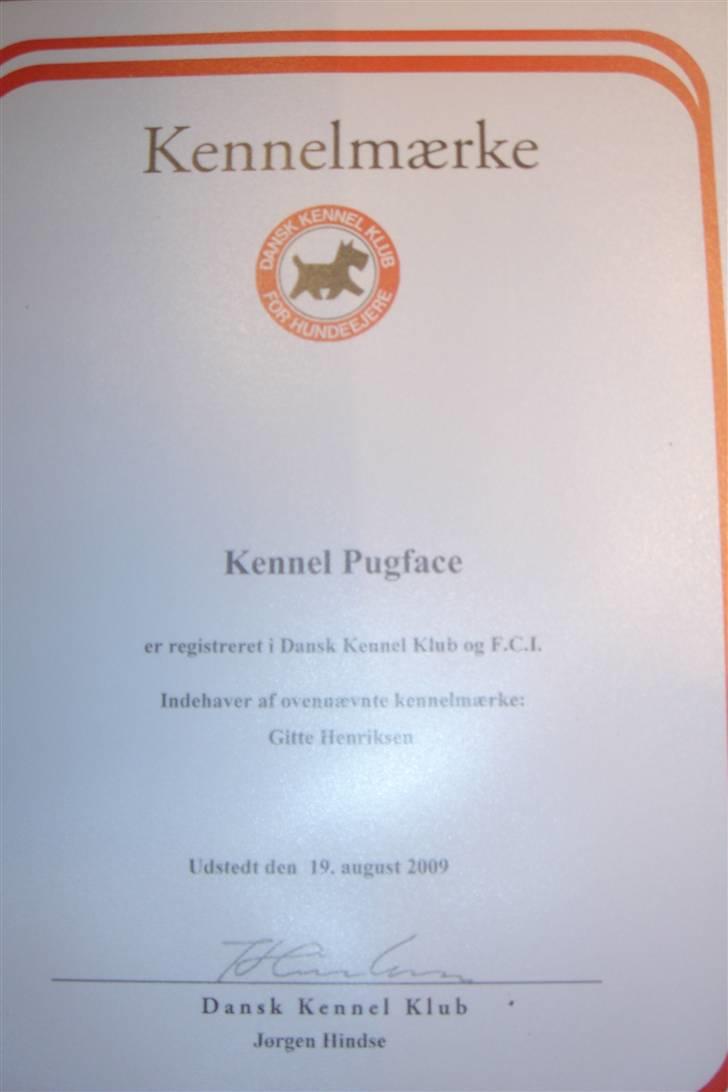 Mops Kenzo billede 17