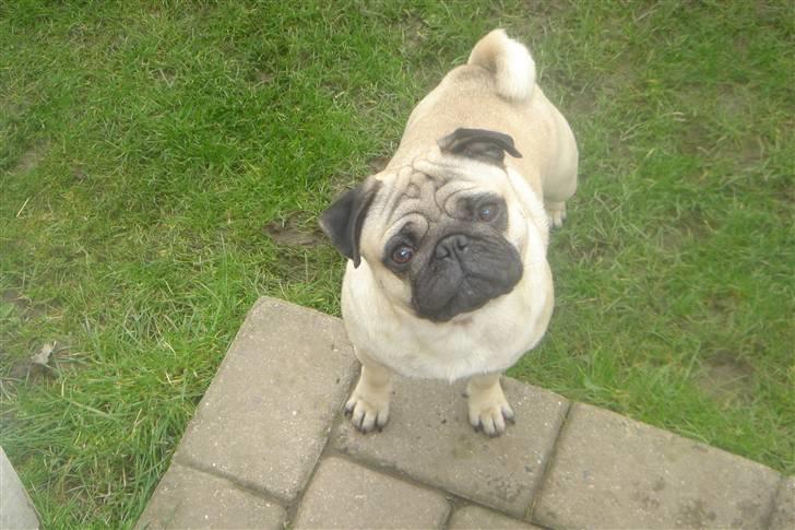 Mops Kenzo billede 18