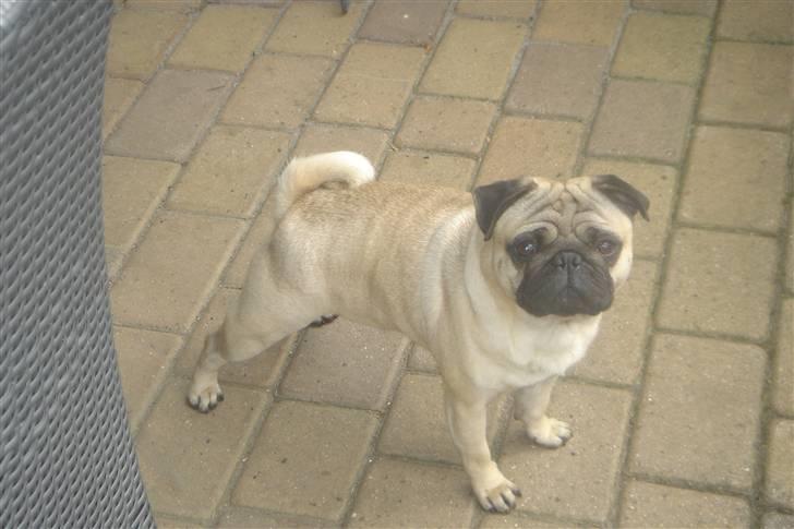 Mops Kenzo billede 19