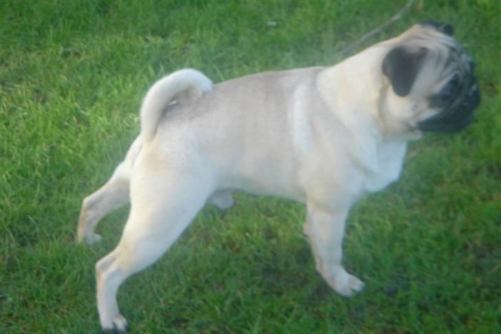 Mops Kenzo billede 20