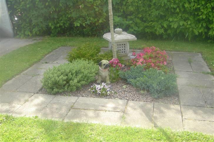 Mops Freja  2005  R.I.P.  - Her er Frejas lille urne begravet billede 9