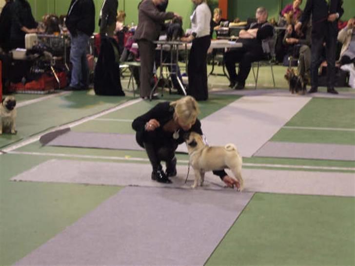 Mops Tronkærs Pearl Princess  billede 15