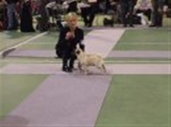 Mops Tronkærs Pearl Princess  billede 16