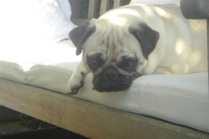 Mops Tronkærs Pearl Princess  billede 17