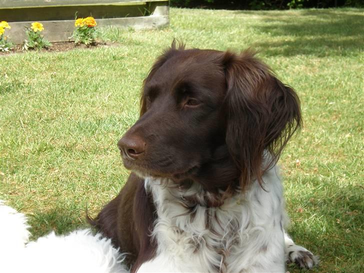 Kleiner münsterländer Coco billede 1