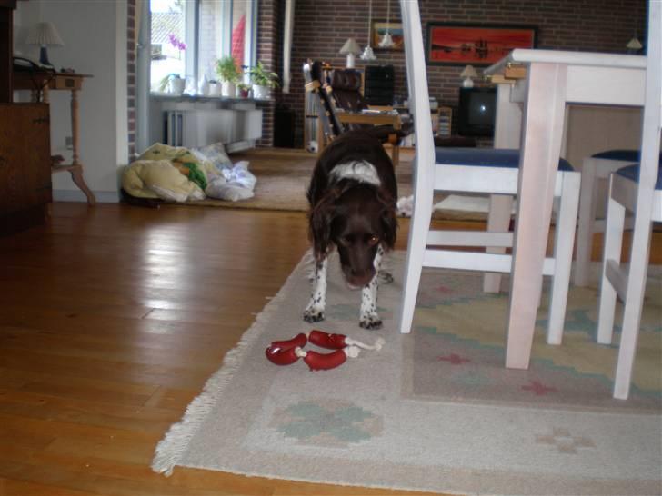 Kleiner münsterländer Coco billede 2