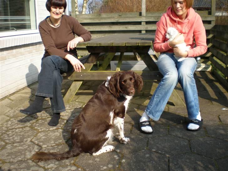 Kleiner münsterländer Coco billede 3