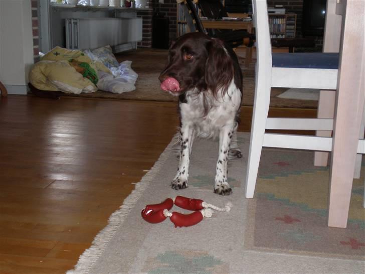 Kleiner münsterländer Coco billede 4