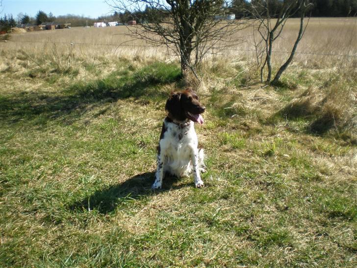 Kleiner münsterländer Coco billede 5