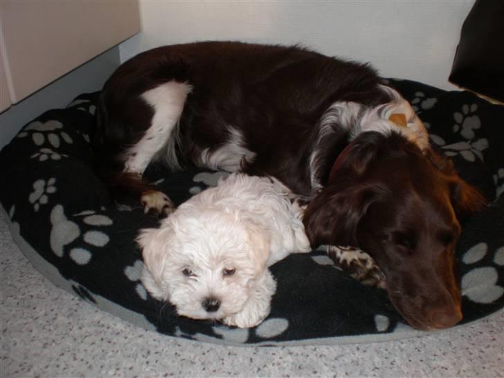 Kleiner münsterländer Coco billede 6