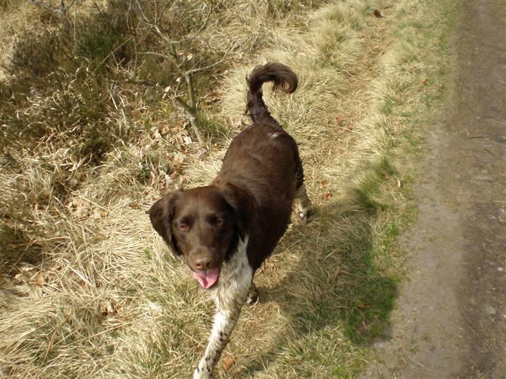Kleiner münsterländer Coco billede 7