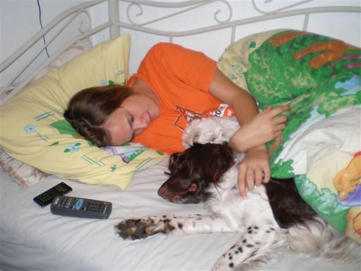 Kleiner münsterländer Coco billede 8