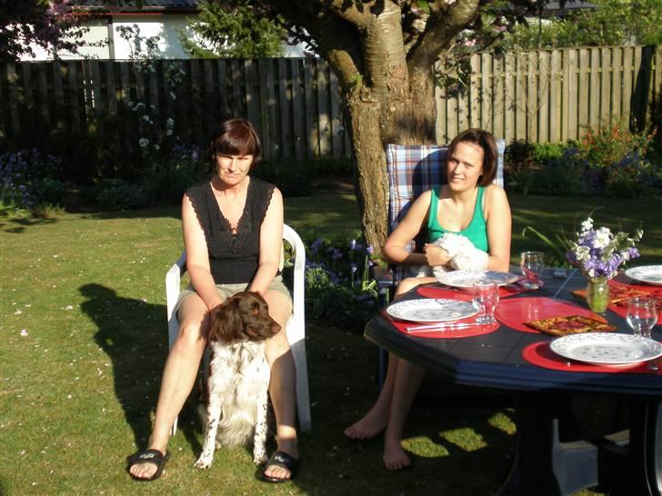 Kleiner münsterländer Coco billede 9