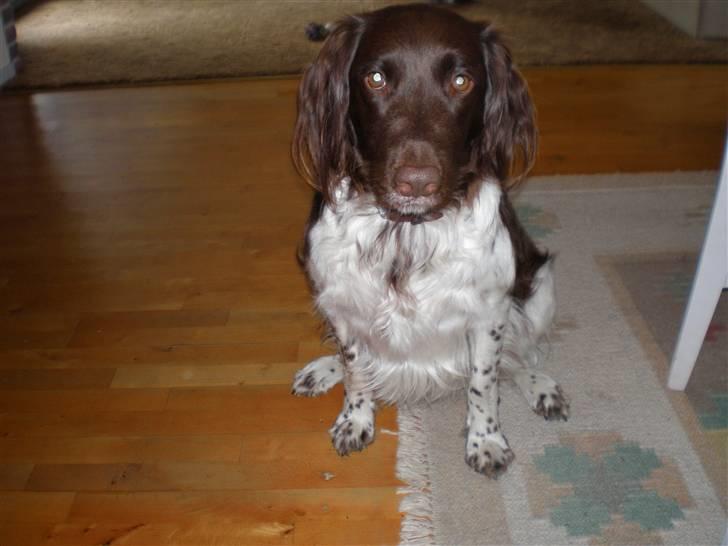 Kleiner münsterländer Coco billede 10