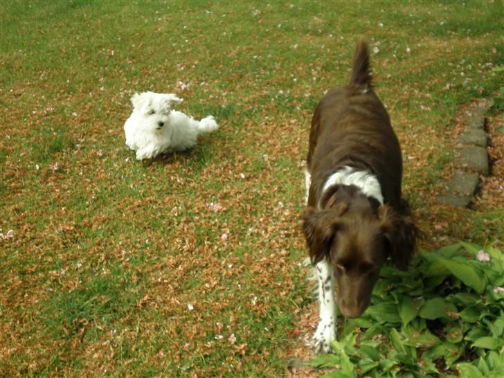 Kleiner münsterländer Coco billede 11