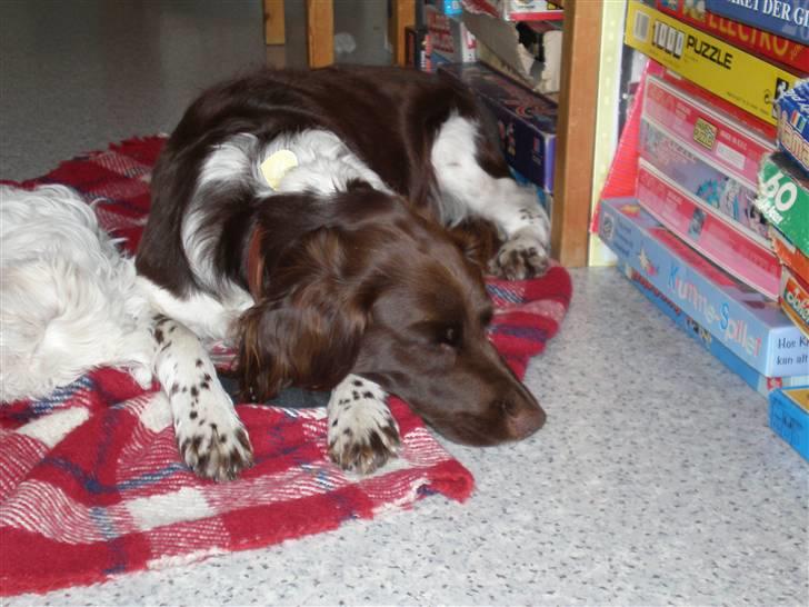 Kleiner münsterländer Coco billede 12