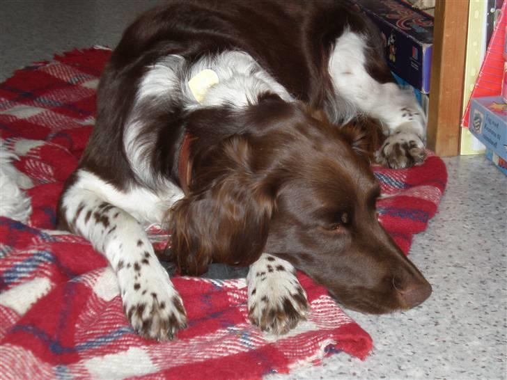 Kleiner münsterländer Coco billede 13