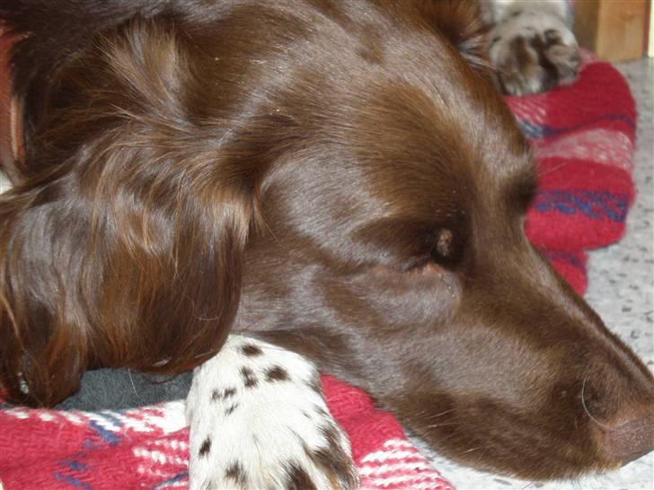 Kleiner münsterländer Coco billede 14