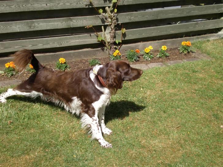 Kleiner münsterländer Coco billede 15