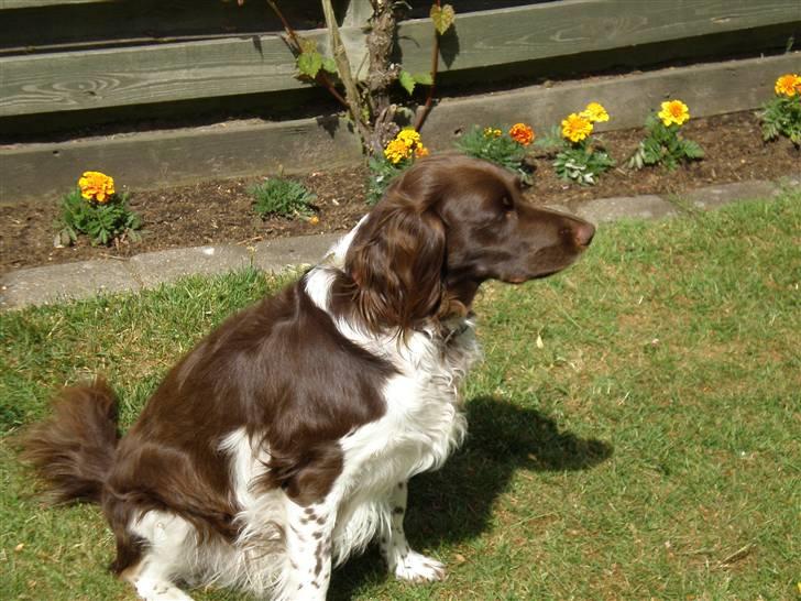 Kleiner münsterländer Coco billede 16