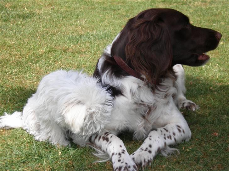 Kleiner münsterländer Coco billede 17
