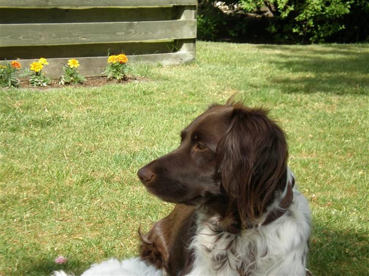 Kleiner münsterländer Coco billede 18