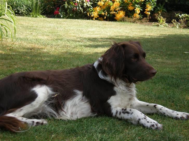 Kleiner münsterländer Coco billede 19