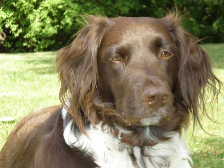 Kleiner münsterländer Coco billede 20