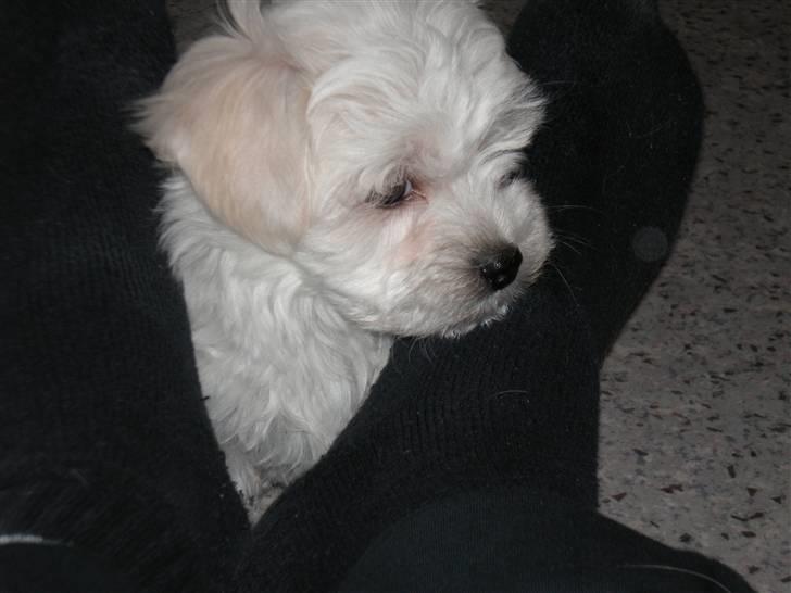 Malteser Casmir - Min bamse :´) billede 7